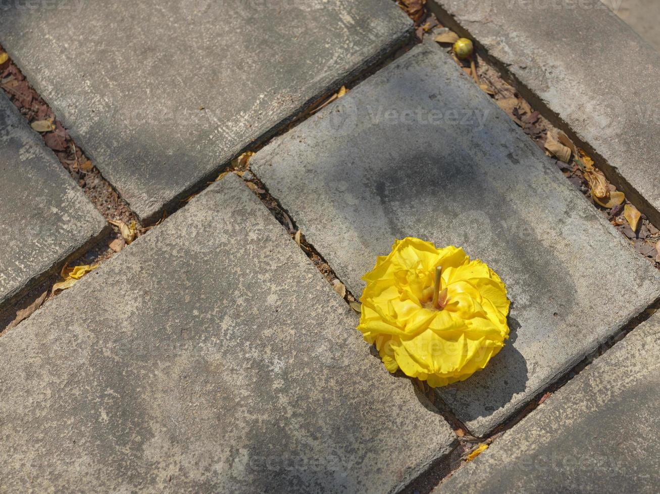 een geel bloem in cement verdieping . natuurlijk achtergrond foto