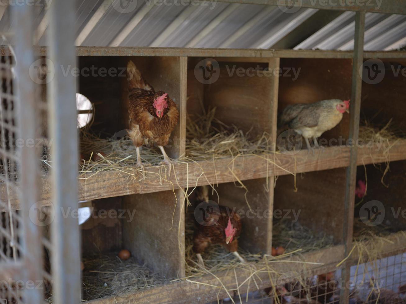 kippen Aan een traditioneel Bij biologisch boerderij . kopiëren ruimte voor tekst foto