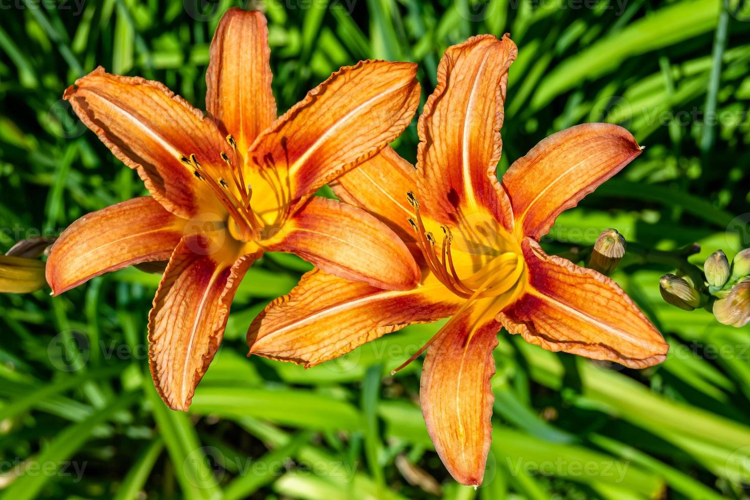 prima wild groeit bloem lelie liliaceae Aan achtergrond weide foto