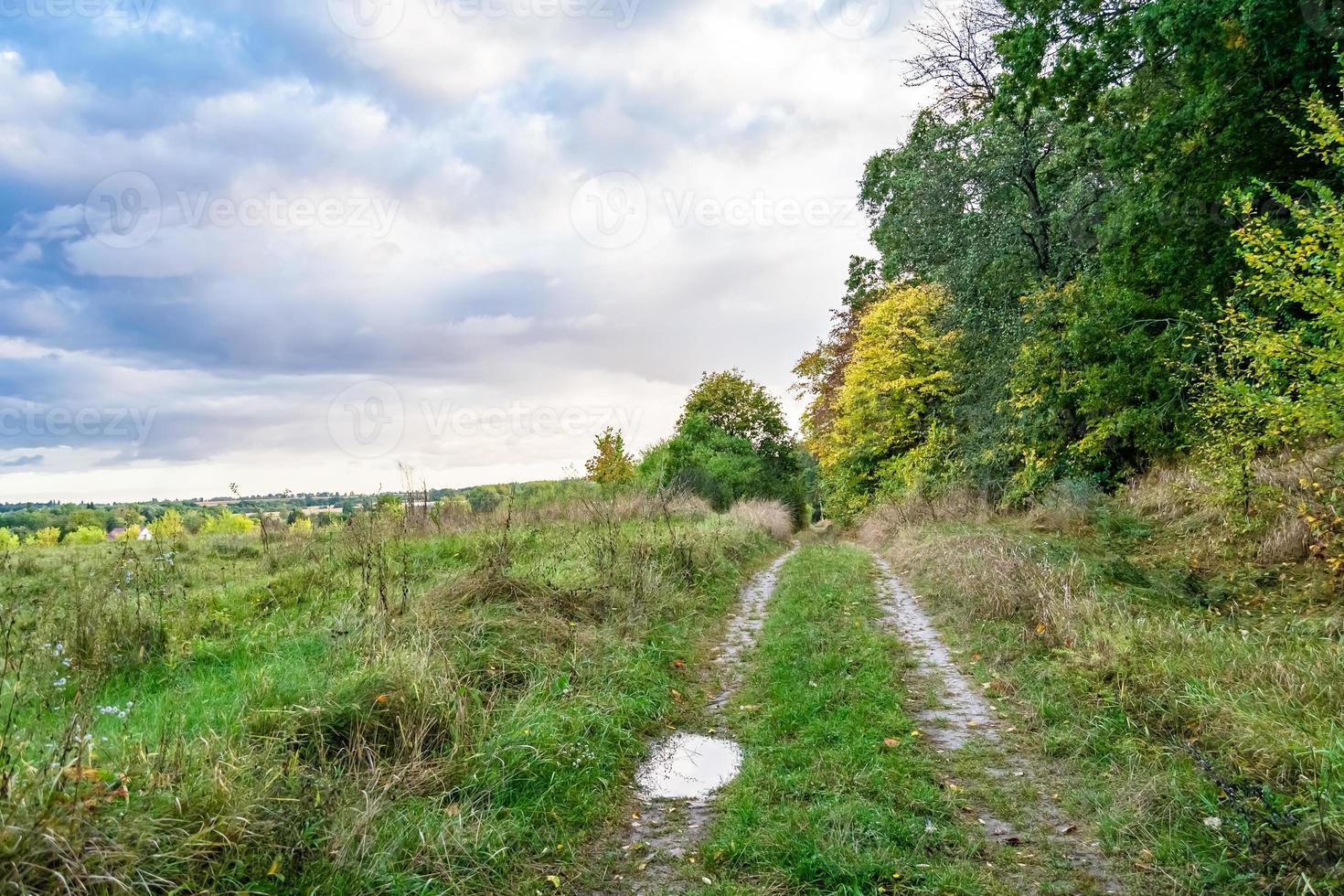 fotografie Aan thema mooi voetpad in wild gebladerte bos- foto