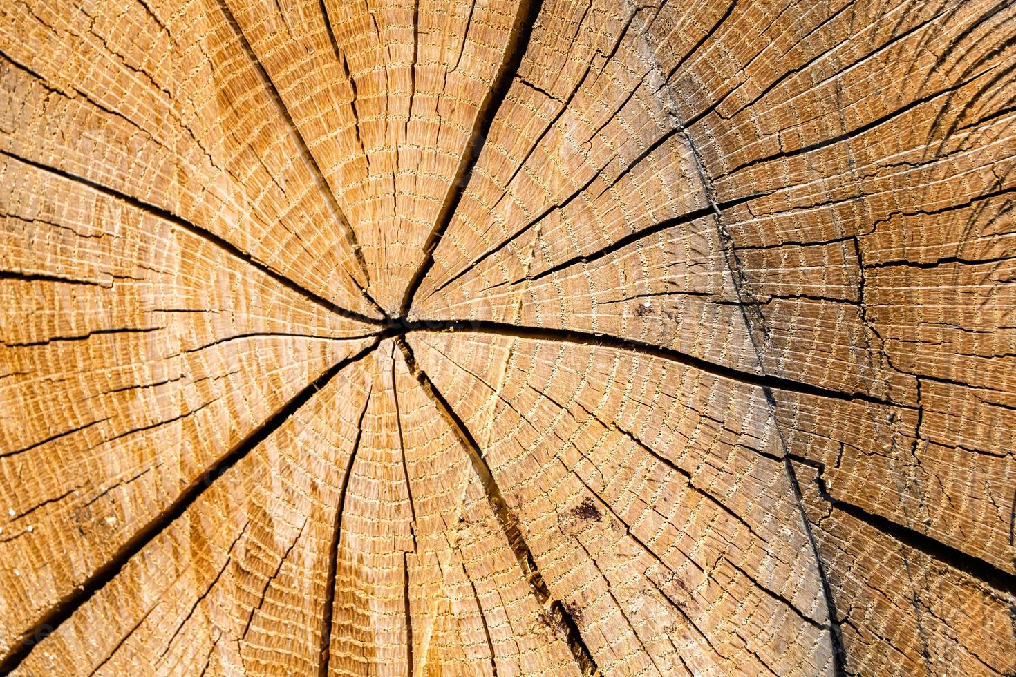 mooie houten breuk oude eik, natuurlijke textuur close-up foto