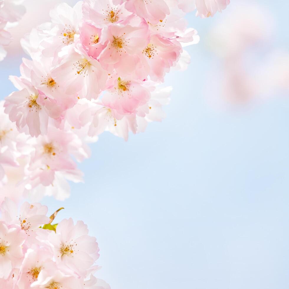 roze kers bloesem bloem achtergrond foto
