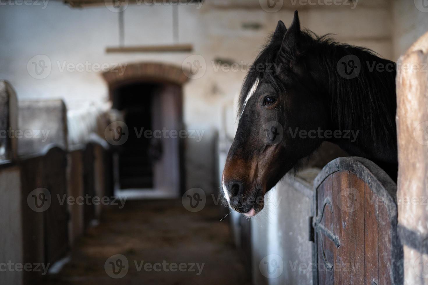 een mooi paard in de stal foto