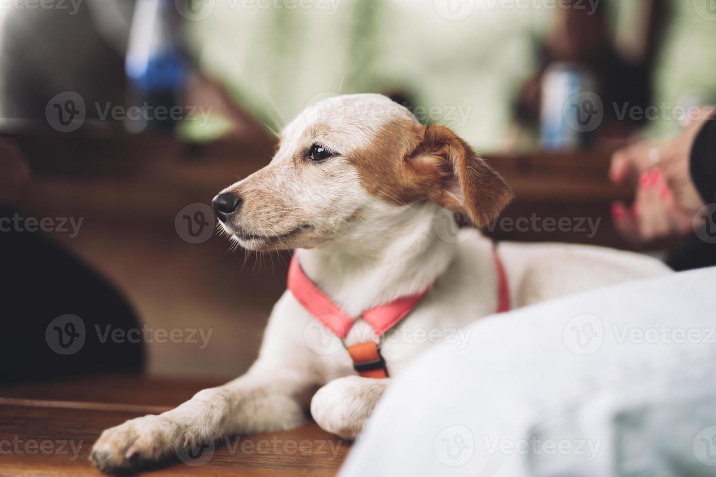 mooi weinig puppy rusten, slapen na een bezig dag. foto