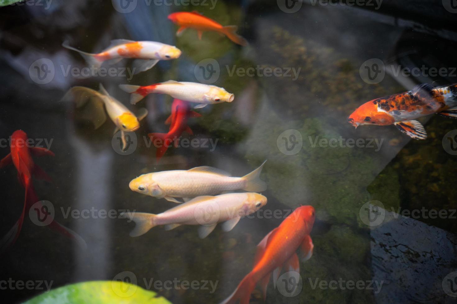 mooi gekleurde decoratief vis in de vijver, meer foto