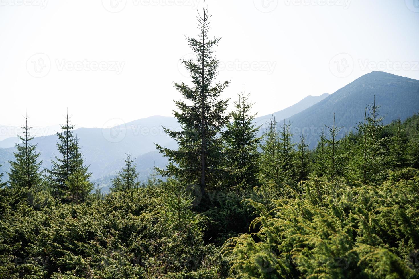 mooi landschap bergen Karpaten in de Oekraïne foto