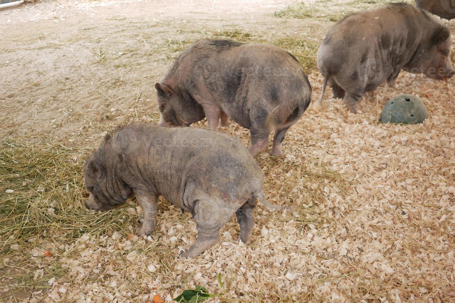 wild varken in een plas Bij Singapore dierentuin foto