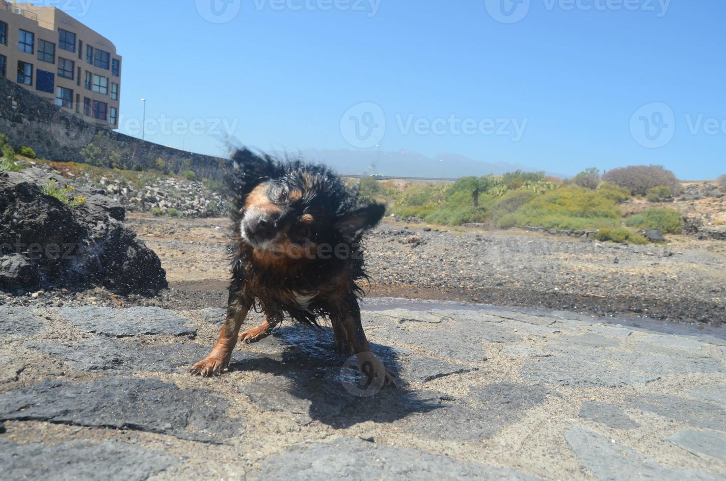 schattig nat hond foto