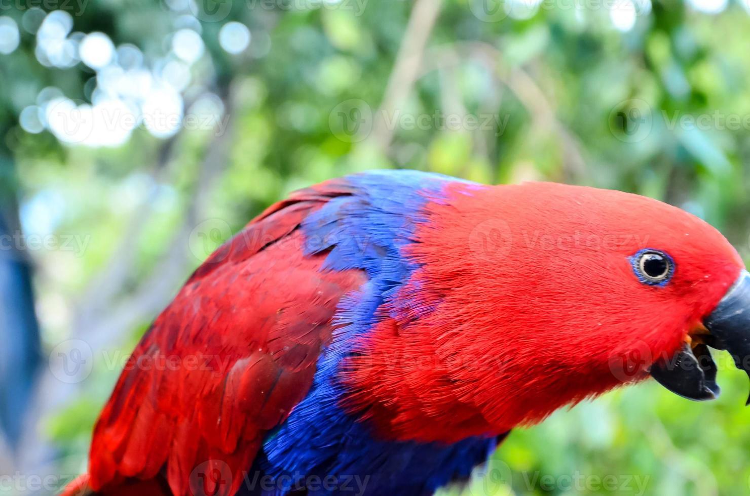 kleurrijk papegaai vogel detailopname foto