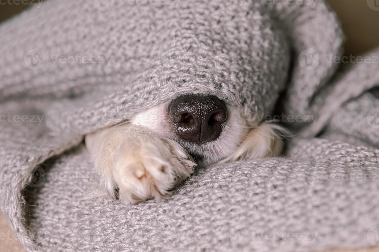 grappige puppy hondje border collie liggend op de bank onder warme gebreide sjaal binnenshuis. hond neus steekt uit onder plaid close-up. winter of herfst herfst hond portret. hygge mood koud weer concept. foto