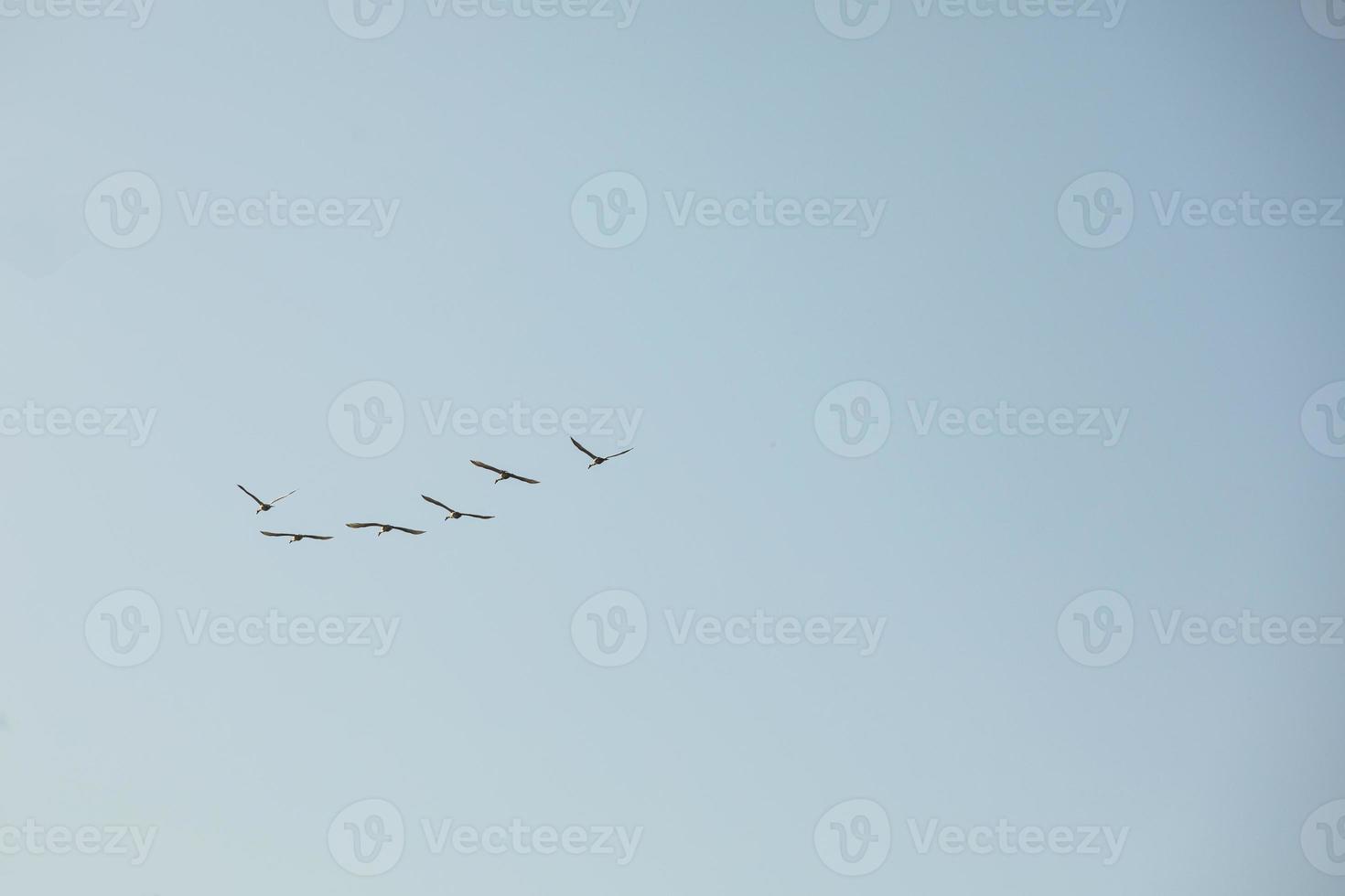 groep van ooievaars vliegend Aan blauw lucht achtergrond. de wild vogelstand vlieg weg naar overwinteren in de warm land- foto