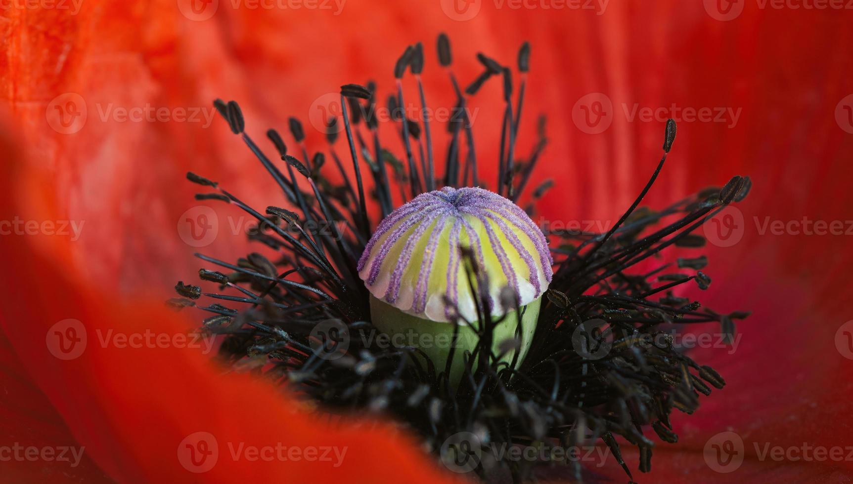 bij in de rood bloem foto