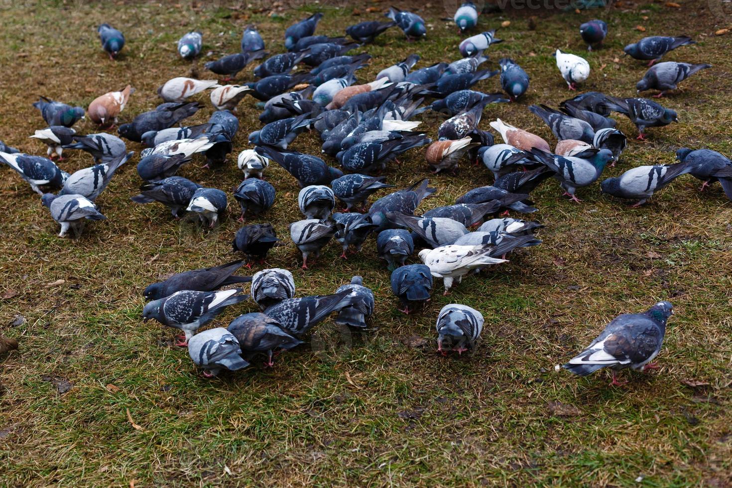 duif aan het eten voedsel Aan de gras foto