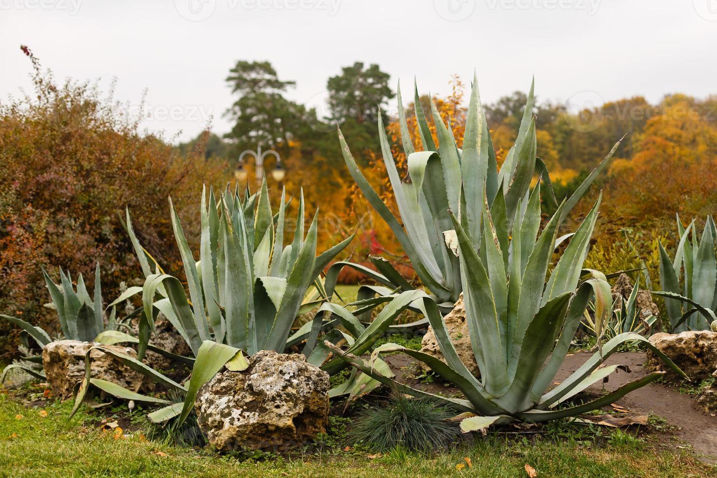 eekhoorn zittend De volgende naar cactus herfst park foto