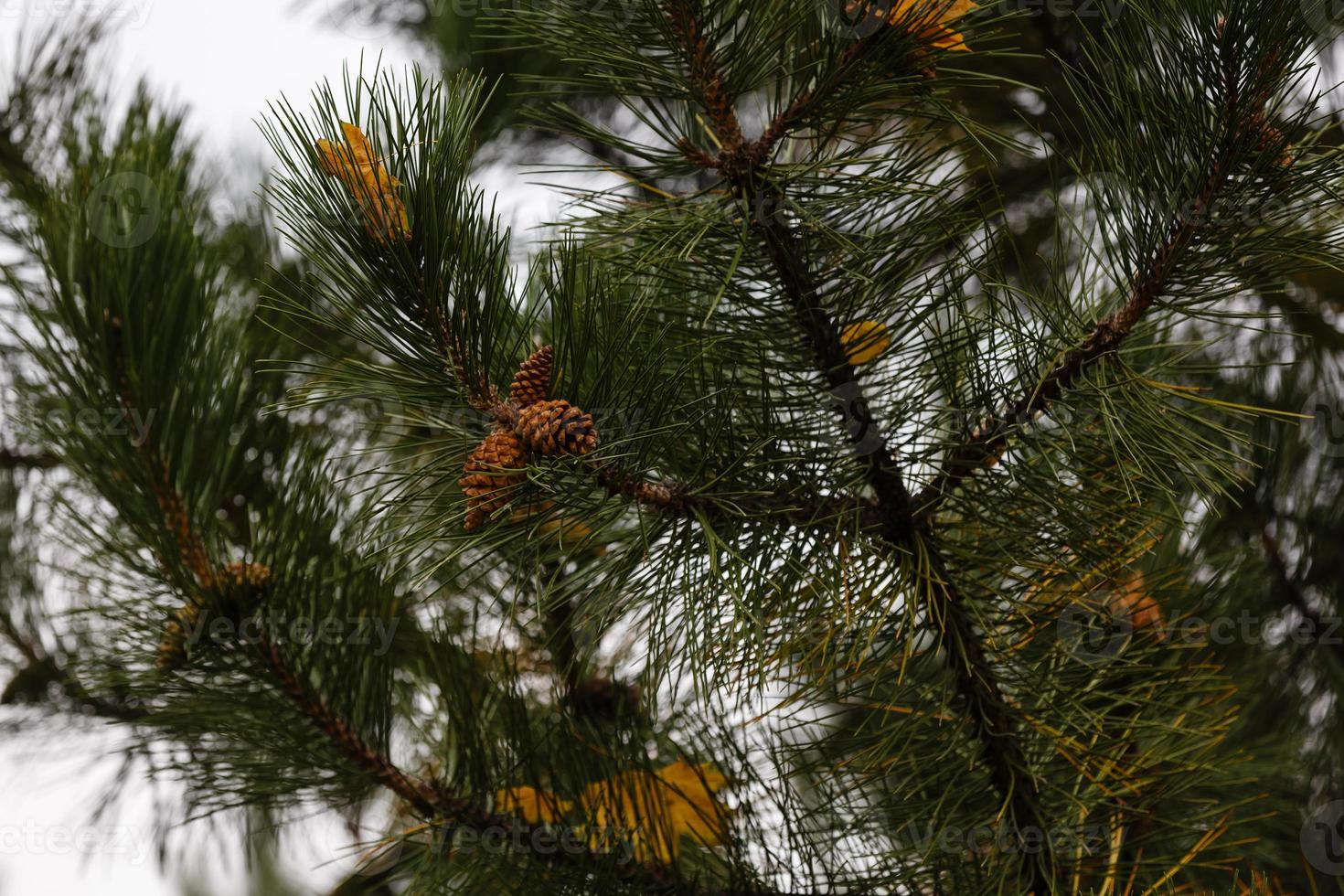 twee Drempels Aan een Afdeling van groen net weelderig net takken met kegels achtergrond foto