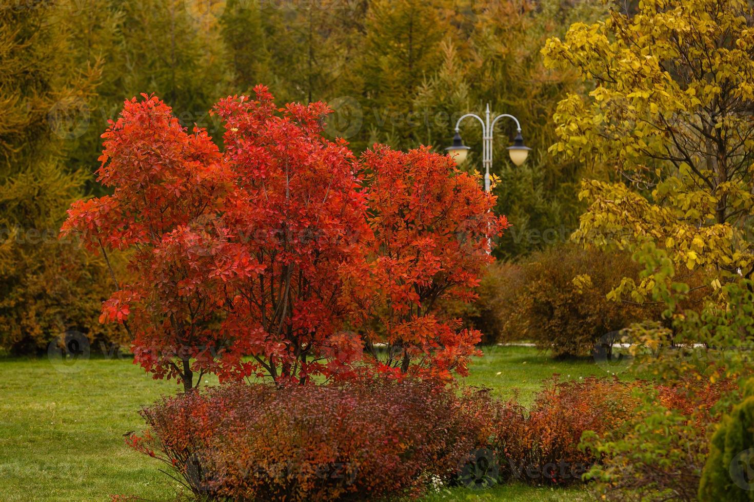 kleurrijk van de herfst in voetganger loopbrug voor oefening Bij openbaar park foto