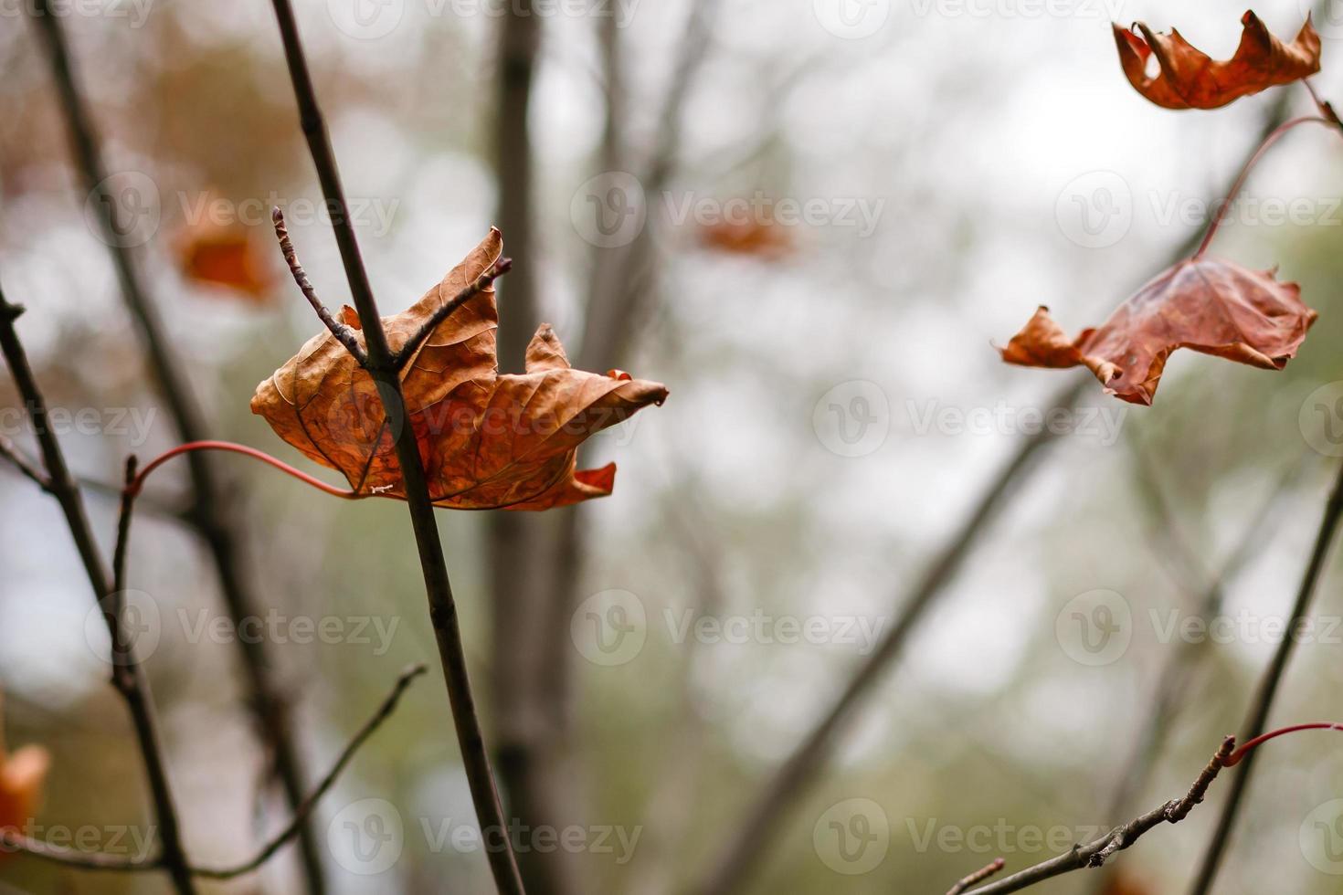 geel blad Aan de boom foto