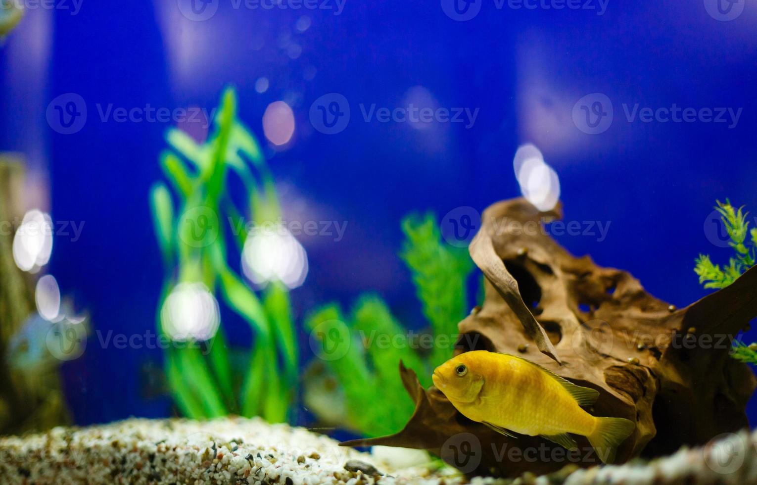 geel vis Aan koraal rif vis houden blauw water achtergrond foto