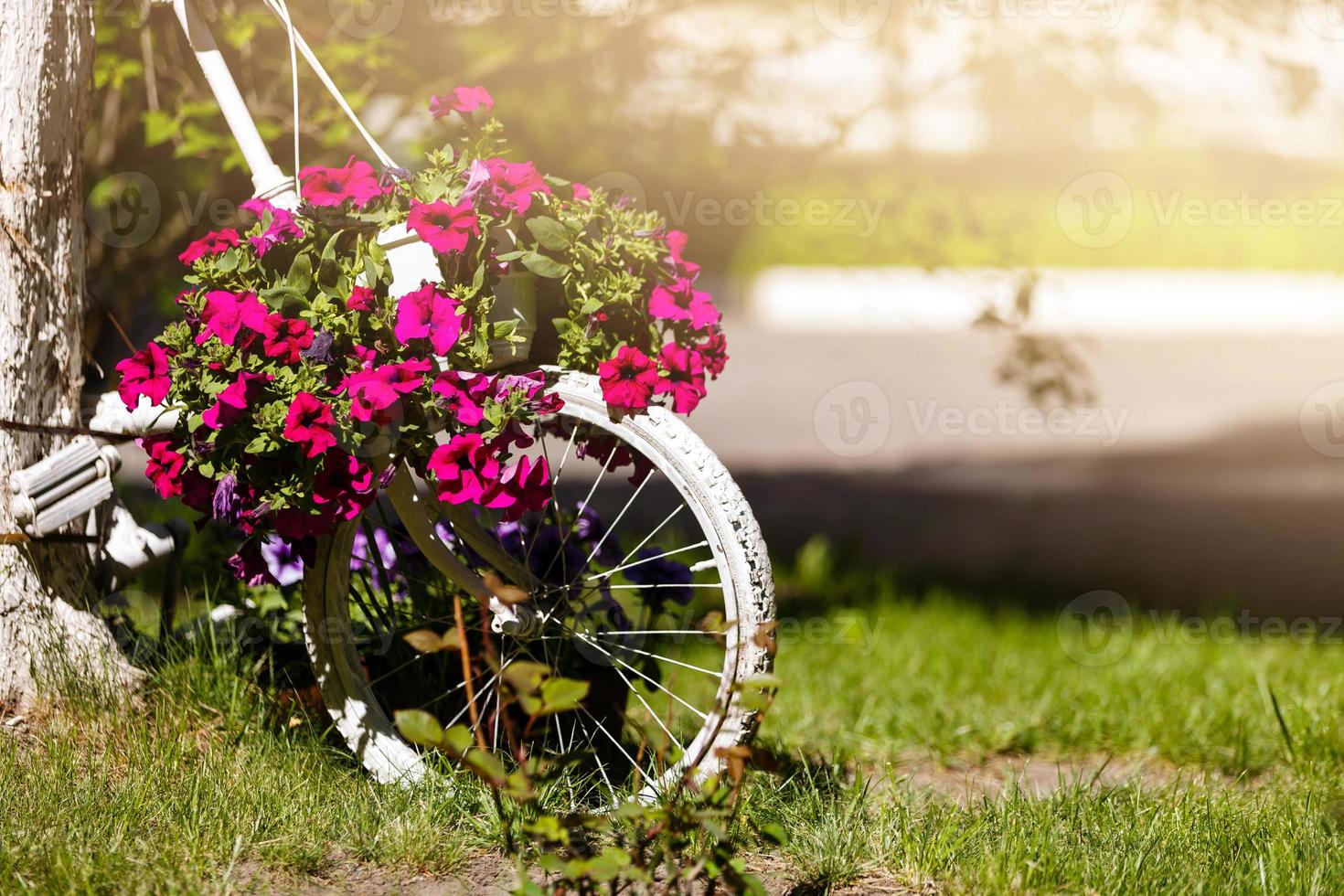 wijnoogst fiets Aan de veld- met een zak en mand foto