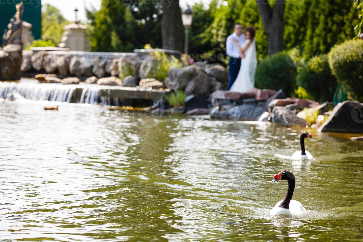 twee zwanen in de meer tegen de backdrop van de bruid en bruidegom foto