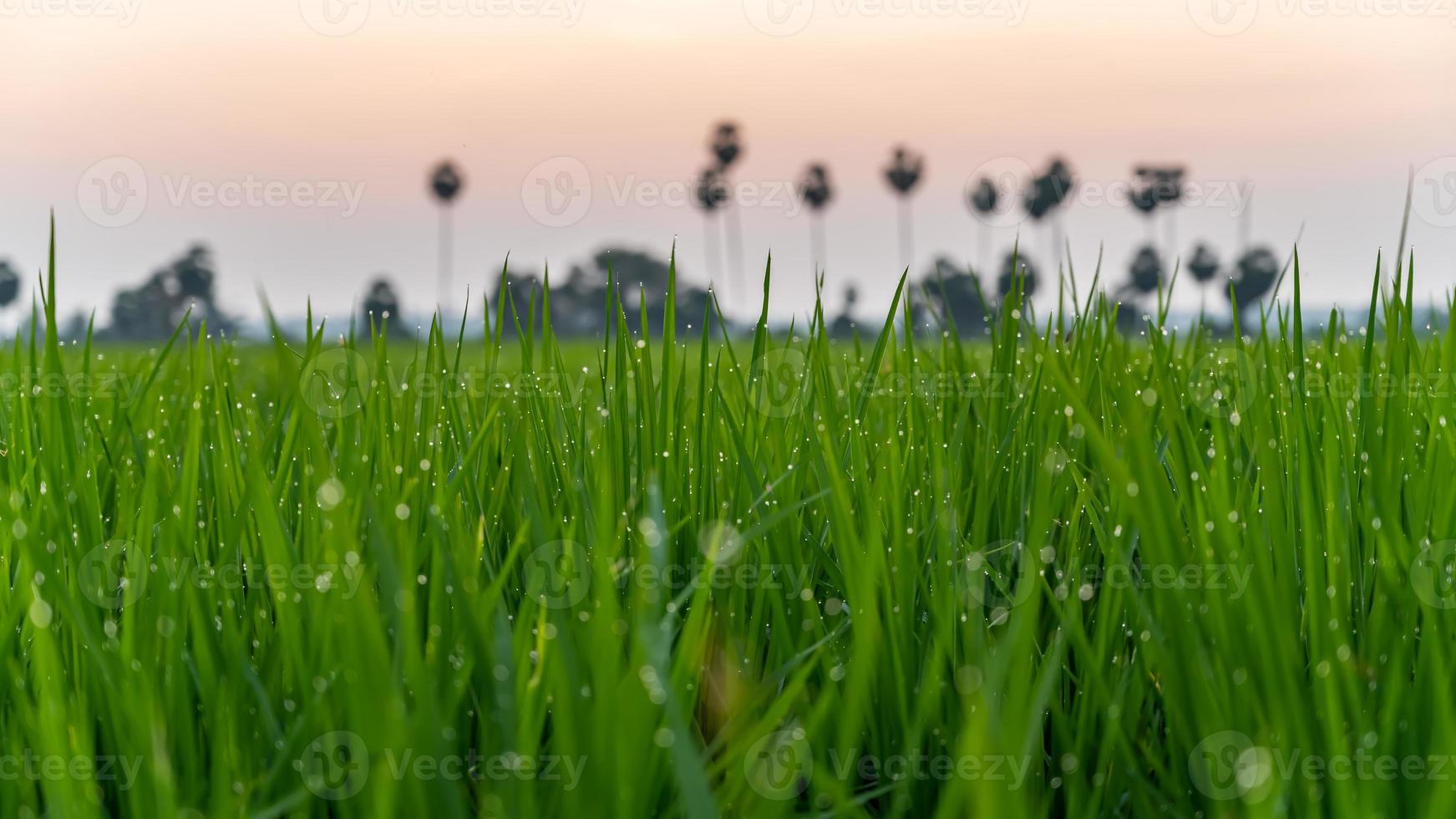 rijst- velden, rijst- plant, oryza sativa in de Indisch dorp foto