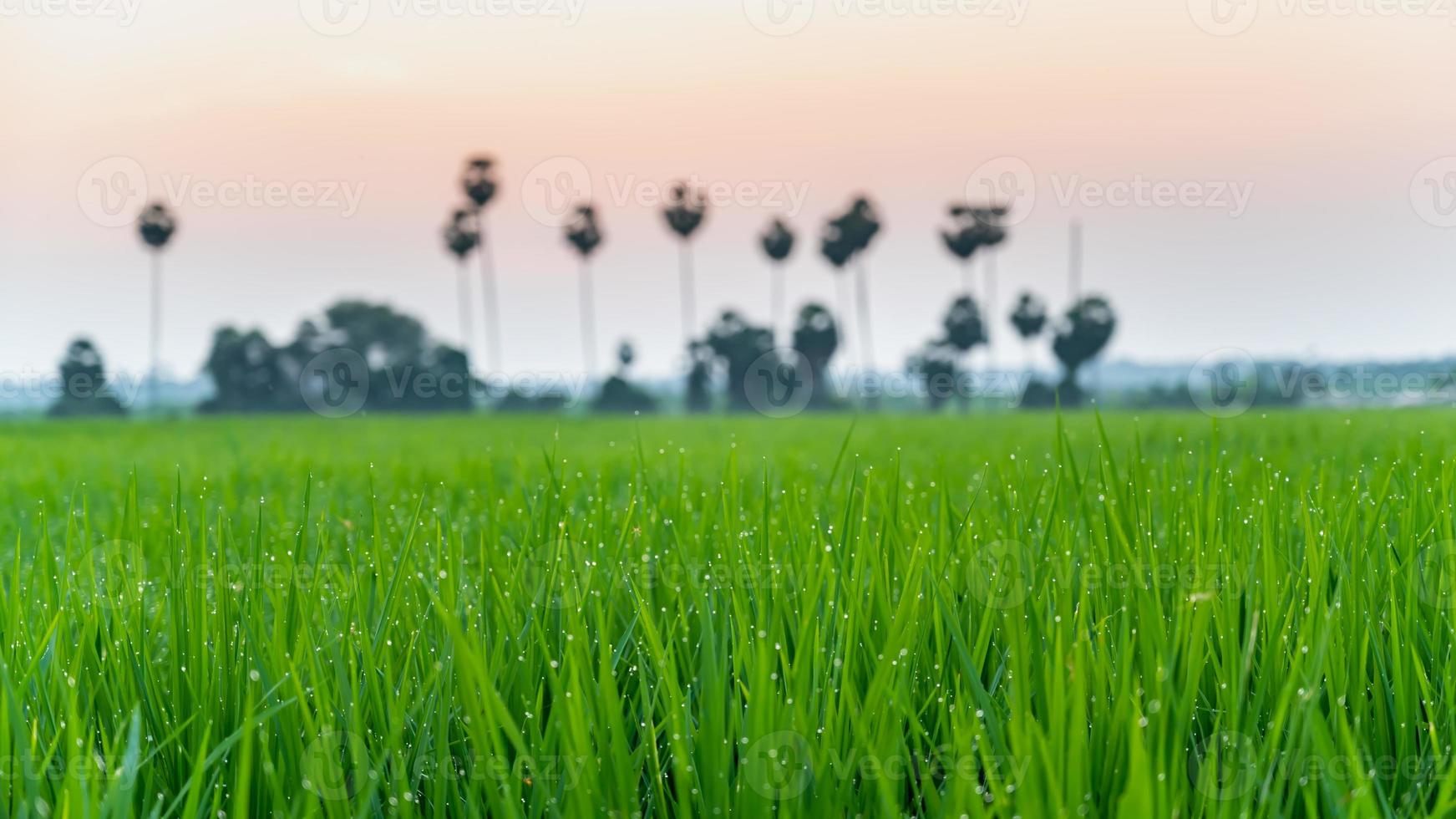 rijst- velden, rijst- plant, oryza sativa in de Indisch dorp foto