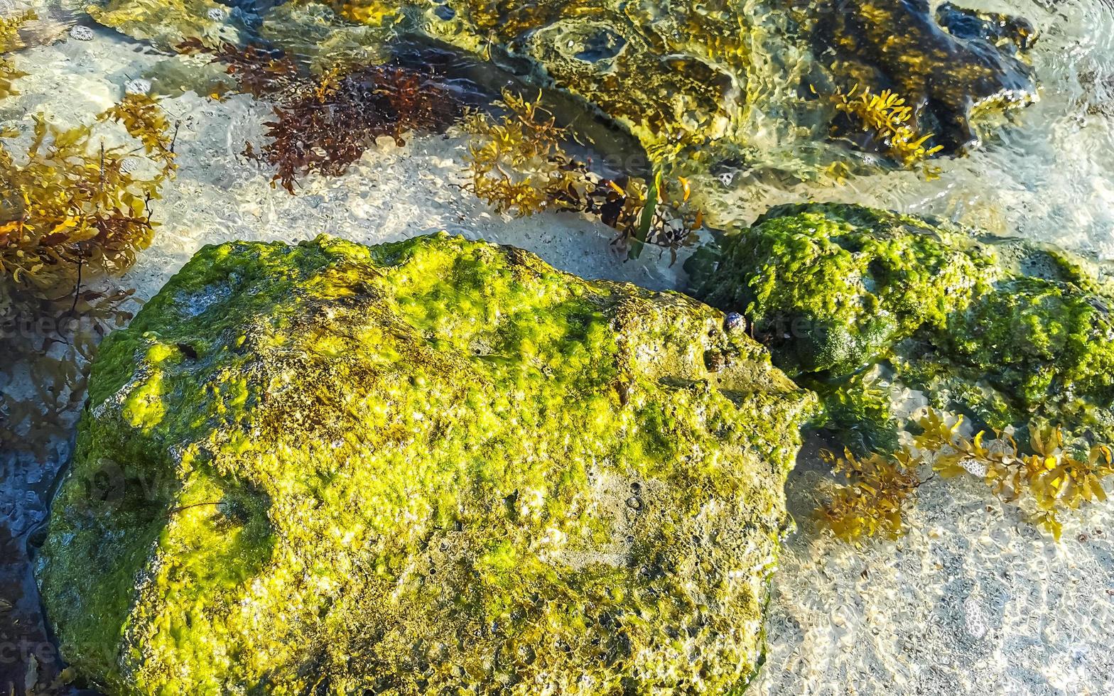 stenen rotsen koralen turkoois groen blauw water Aan strand Mexico. foto