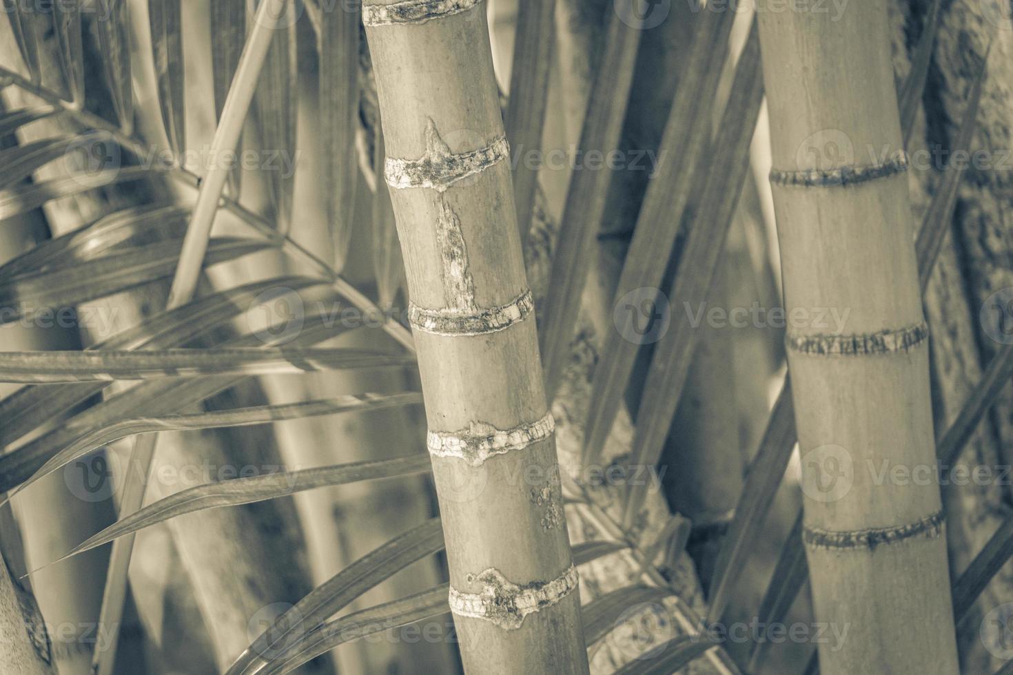 groen gele bamboe palmbomen rio de janeiro brazilië. foto