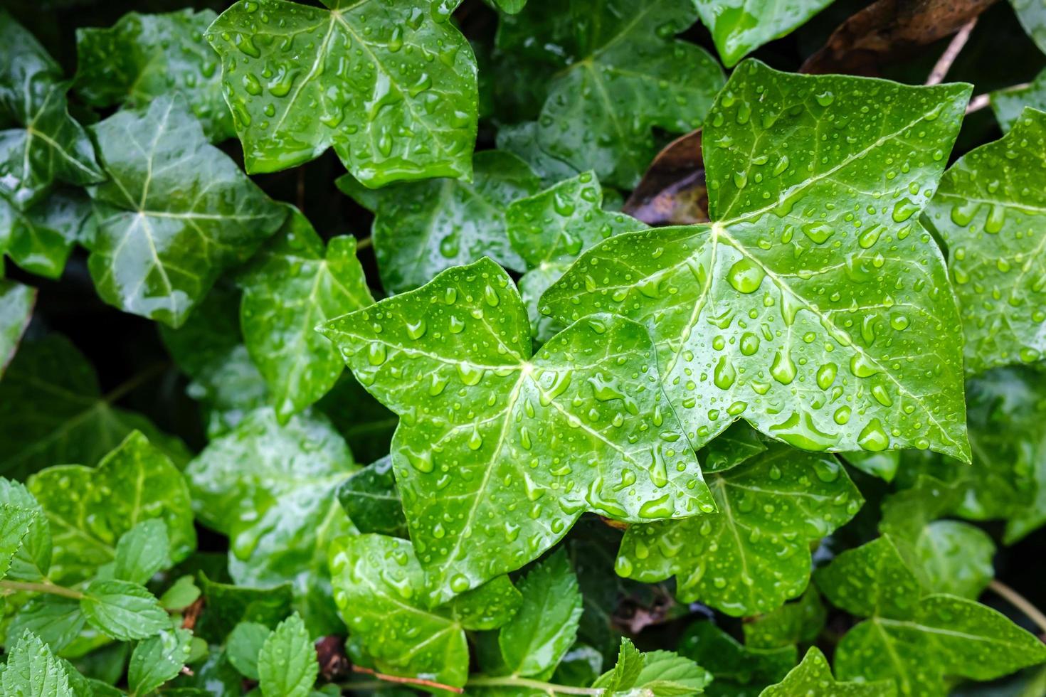 achtergrond van groen bladeren in regendruppels. detailopname. foto