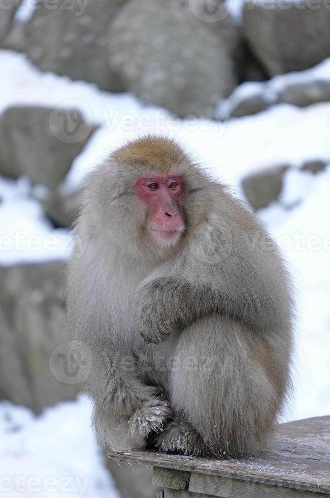 sneeuwaap in de prefectuur Nagano, Japan foto