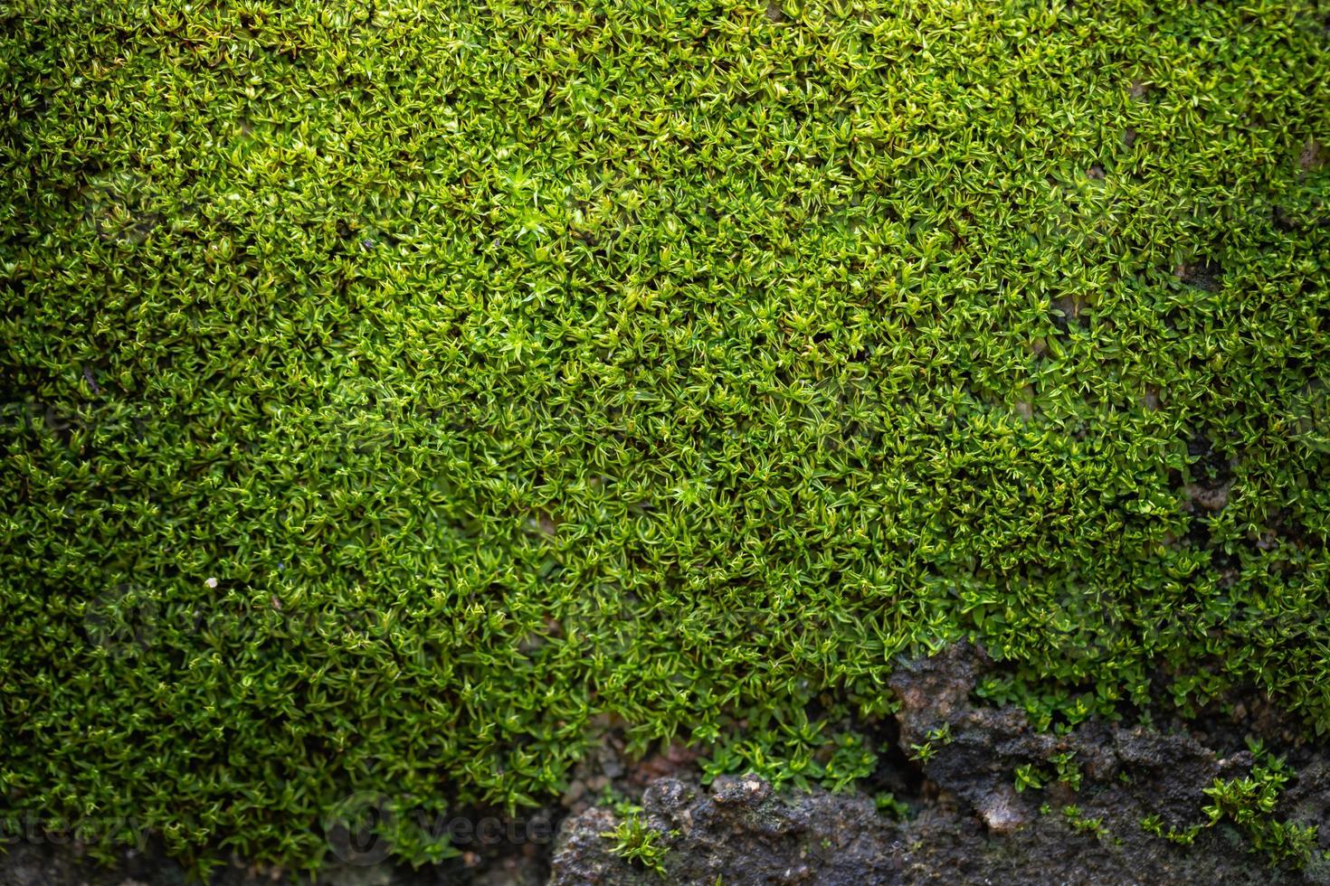 gegroefd groen mos achtergrond in natuur foto