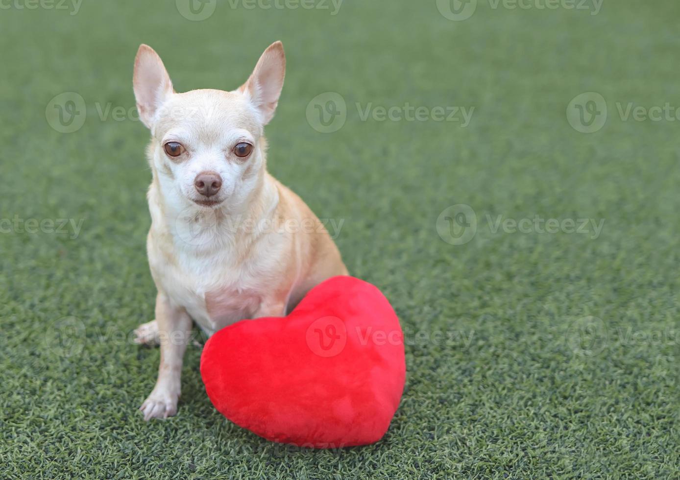 bruin chihuahua honden zittend met rood hart vorm hoofdkussen Aan groen gras, glimlachen en op zoek Bij camera. Valentijnsdag dag concept. foto