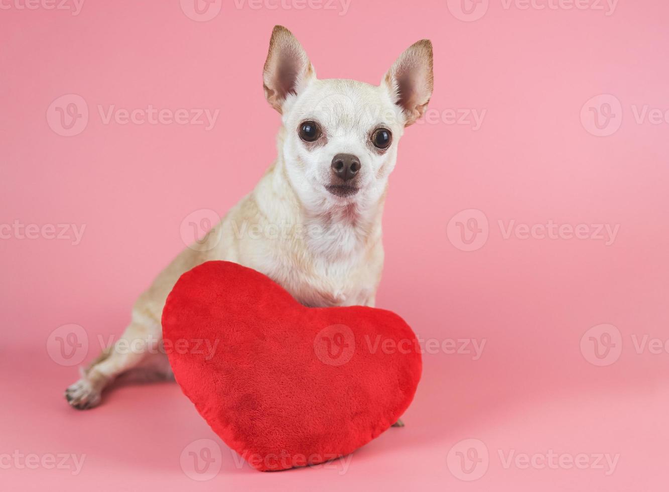 bruin chihuahua hond zittend met rood hart vorm hoofdkussen Aan roze achtergrond, op zoek Bij camera geïsoleerd. Valentijnsdag dag concept. foto