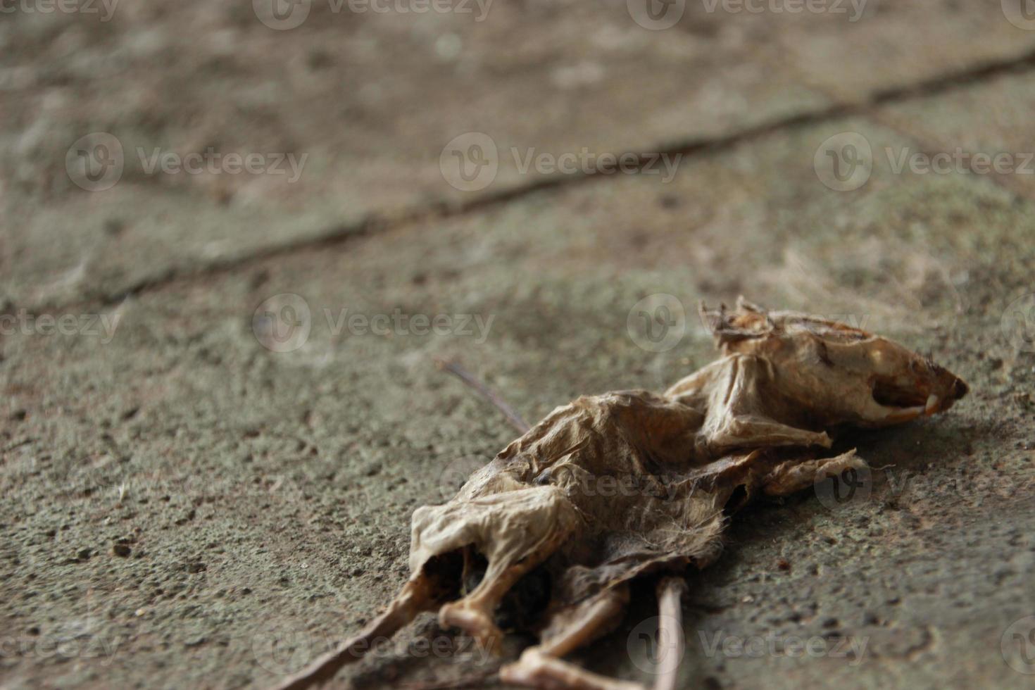 dichtbij omhoog dood gaan droog Rat lichaam mama Aan de verdieping foto