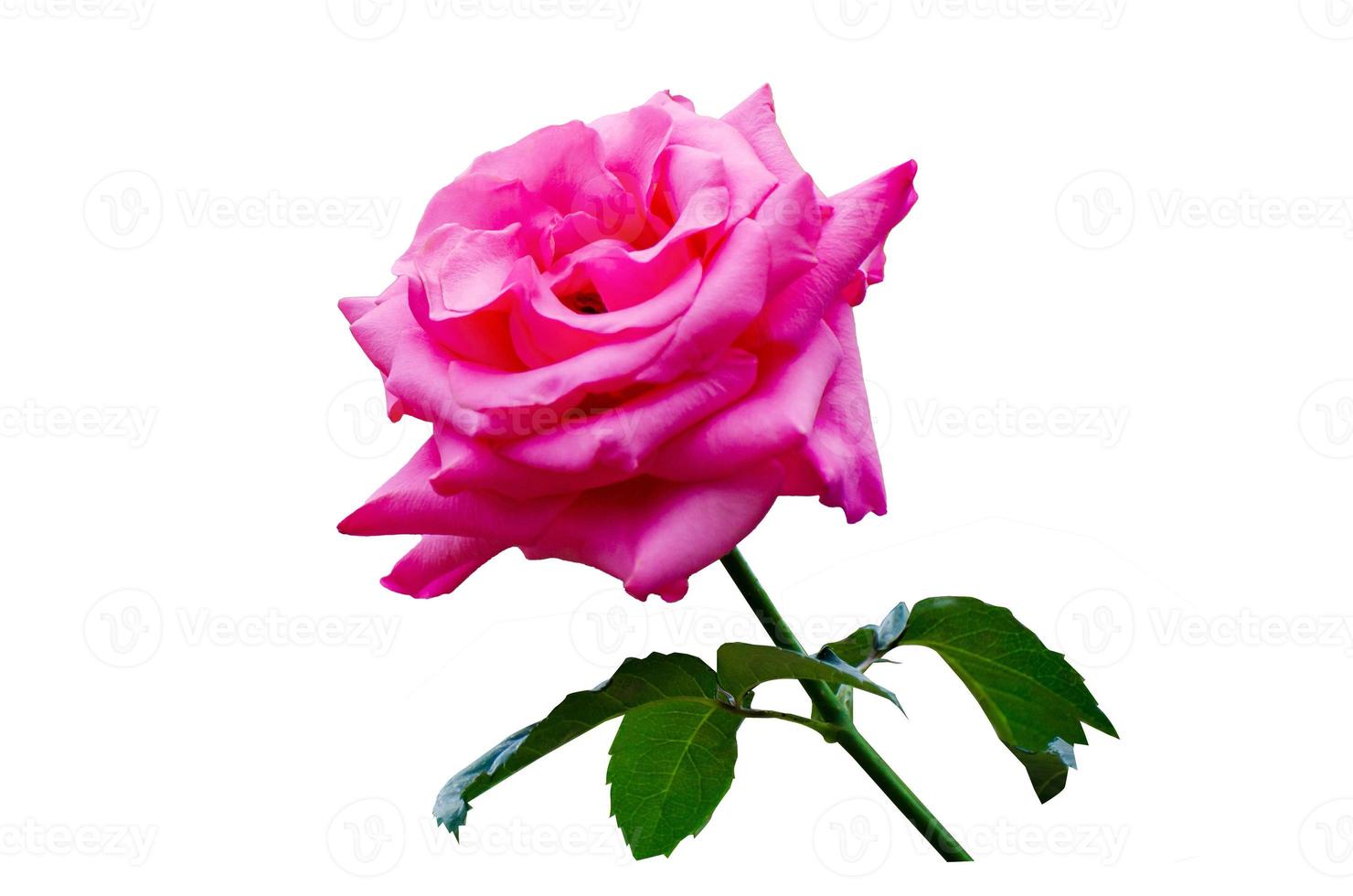 roze roos wit achtergrond, isoleren foto