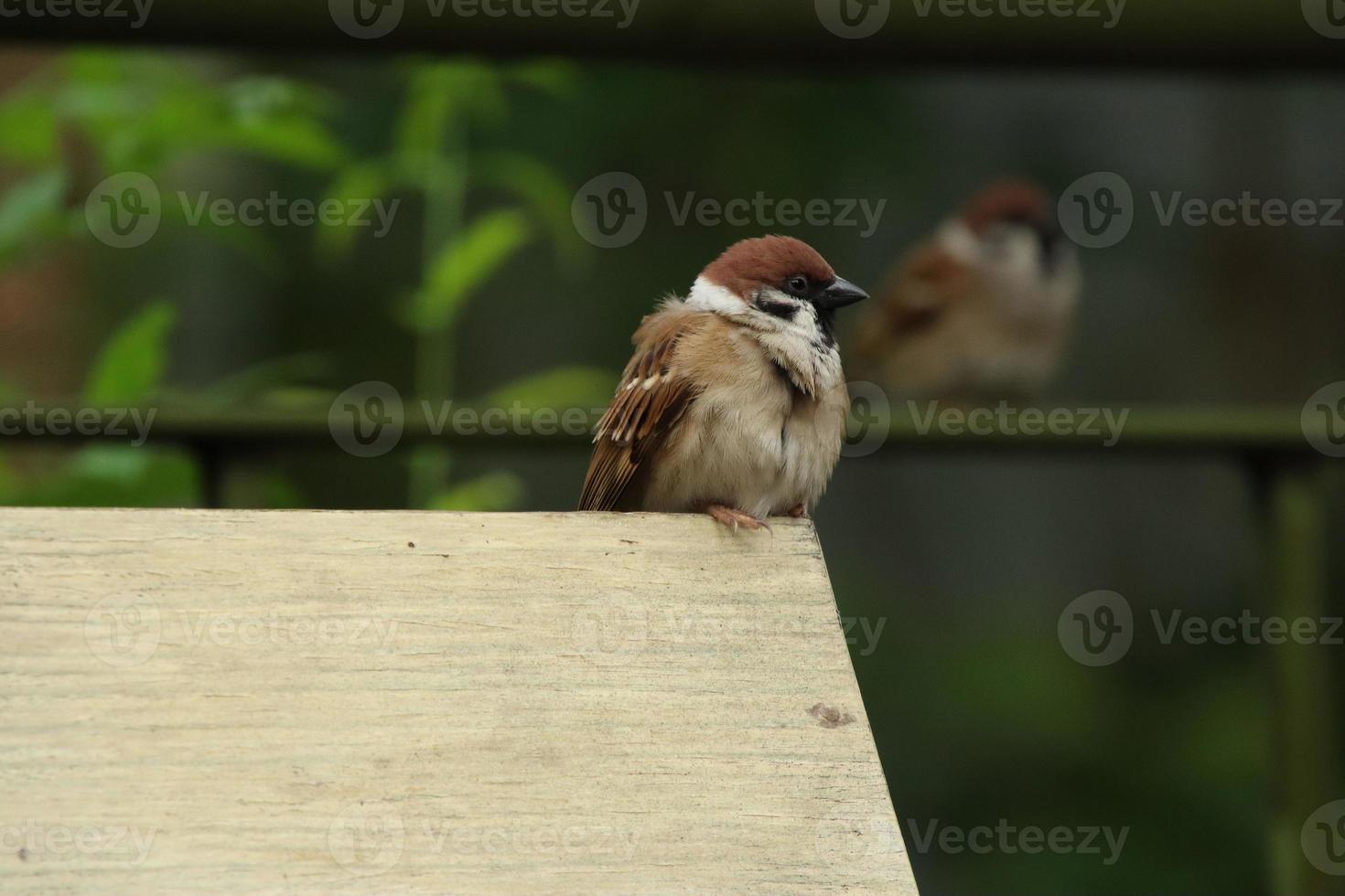 Euraziatisch boom mus Aan een houten blok foto