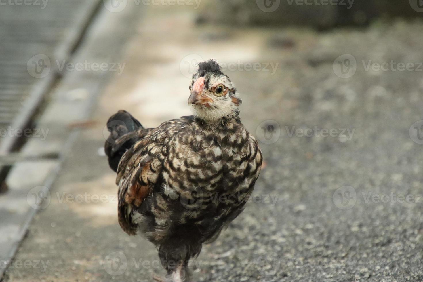 rood oerwoud kip kip haan in een park boerderij foto