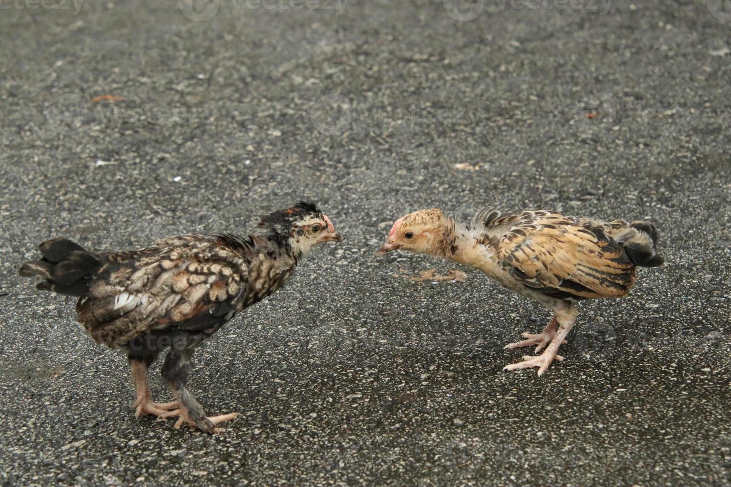 rood oerwoud kip kip haan in een park boerderij foto