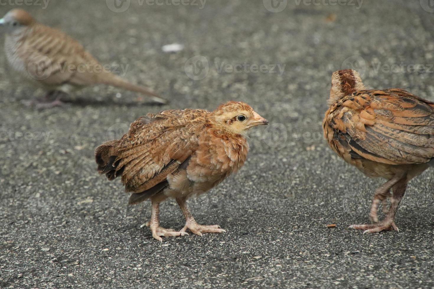 rood oerwoud kip kip haan in een park boerderij foto