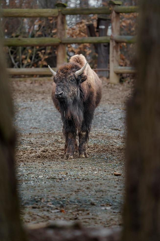 Amerikaanse bizon in dierentuin foto
