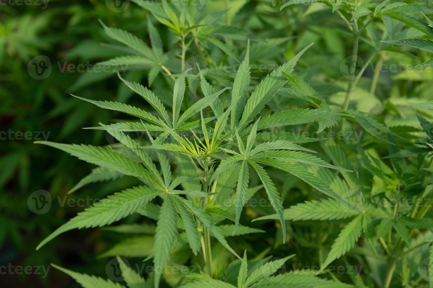 hennep marihuana planten in wetenschap laboratorium voor maken geneeskunde en kruid Product in landschap banier foto