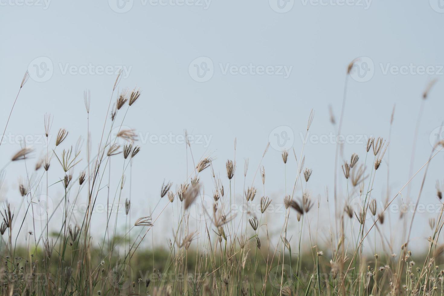 weide bloemen in zacht warm licht. wijnoogst herfst landschap wazig natuurlijk achtergrond foto