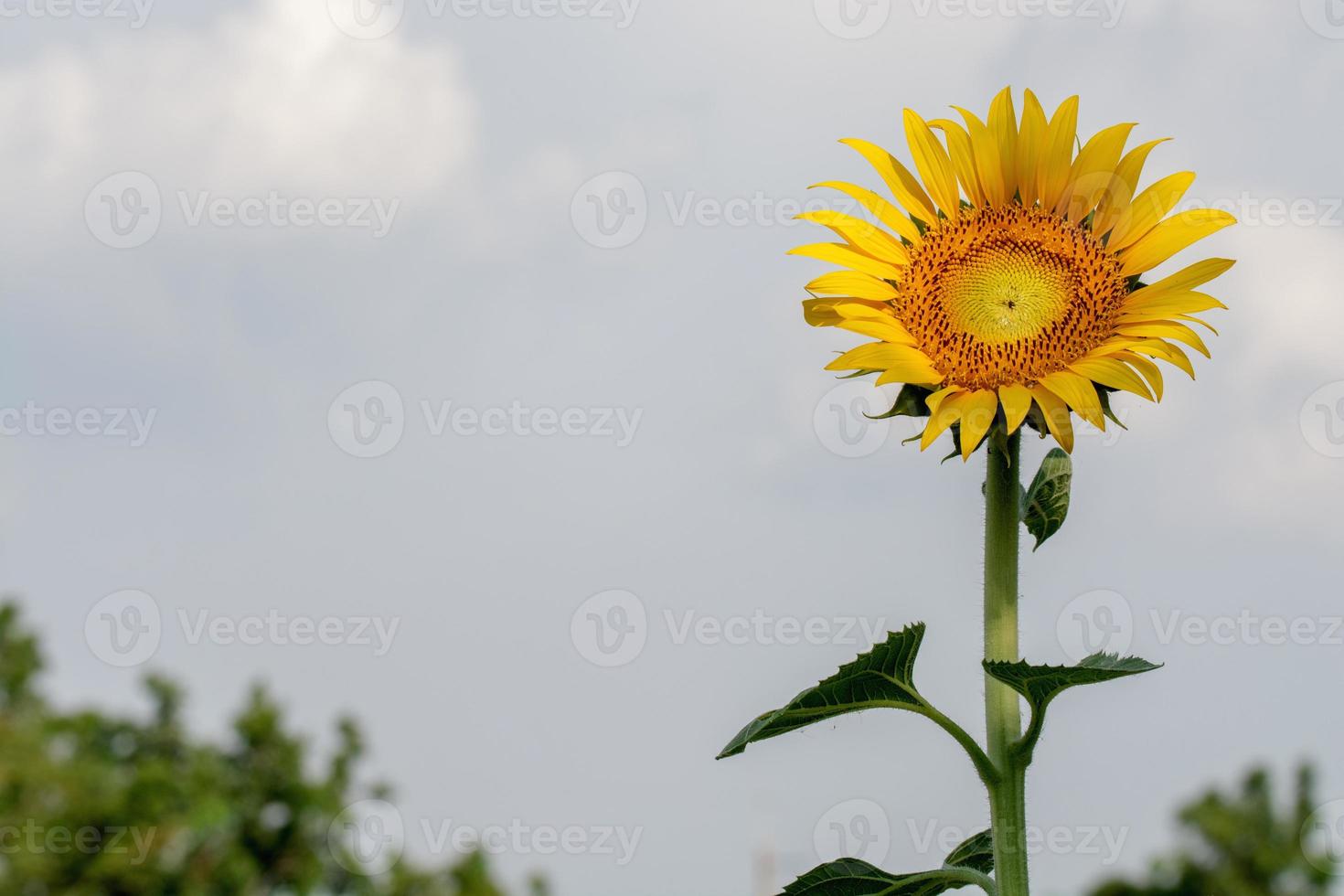 zonnebloem Aan blauw lucht met wolken achtergrond foto