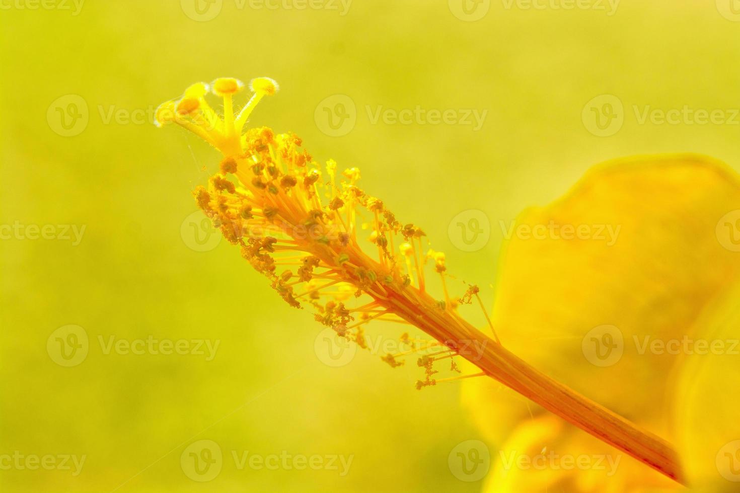 hibiscus bloem stuifmeel geel achtergrond foto