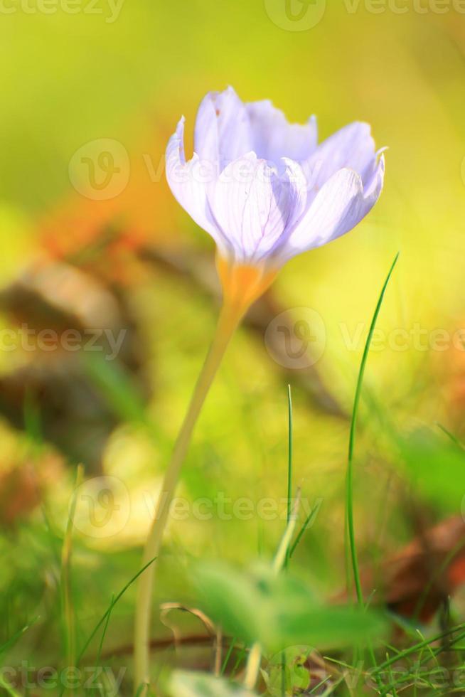 krokus bloem in de park in herfst seizoen foto