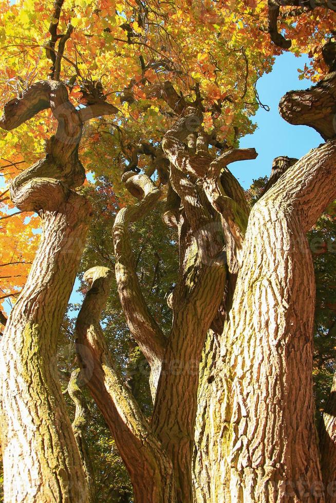 oud eik boom takken in herfst seizoen in de park foto