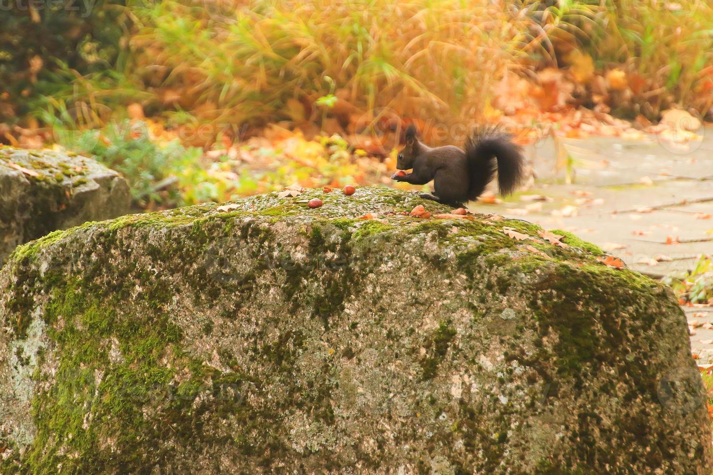 Europese rood eekhoorn aan het eten noten in de park foto