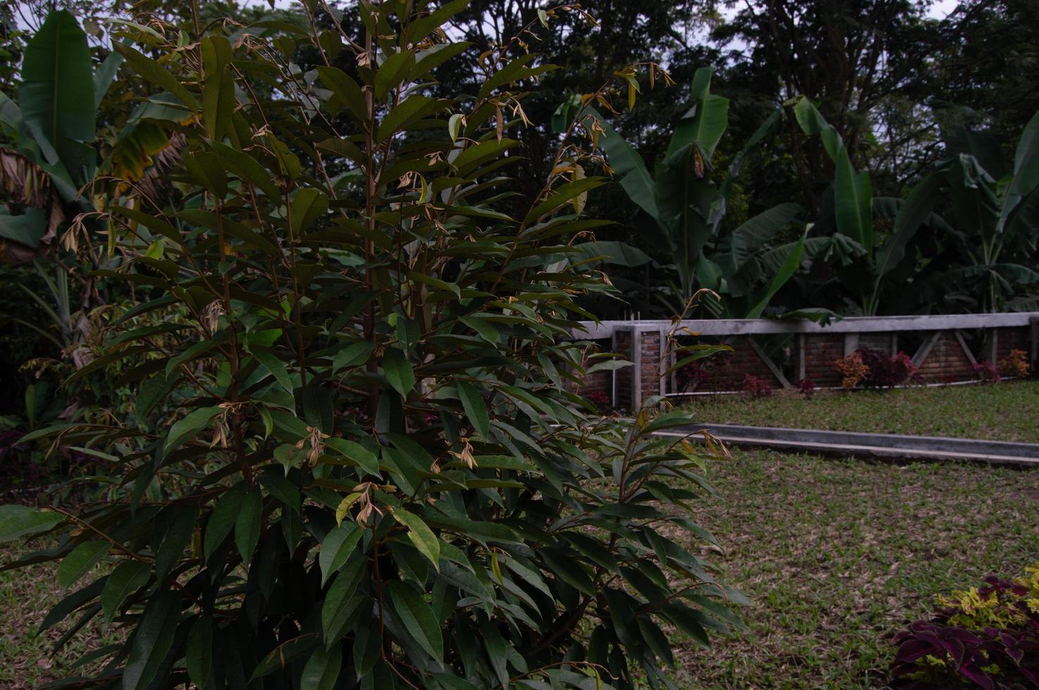 visie van een klein durian boom foto