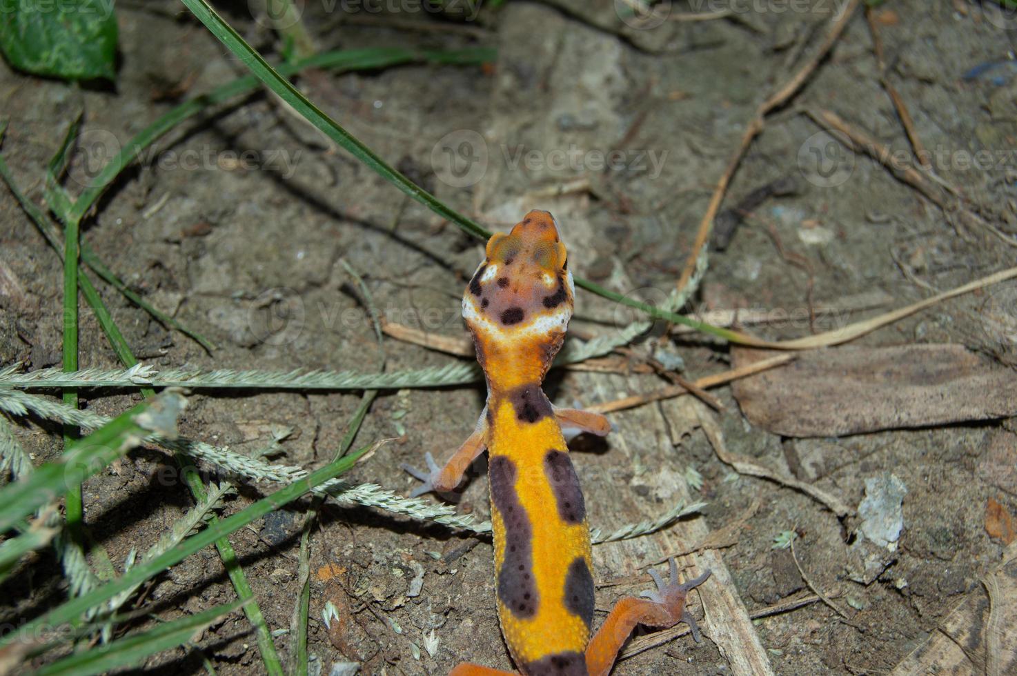 luipaard gekko spelen in de tuin. oranje luipaard gekko. gedomesticeerd reptiel. foto