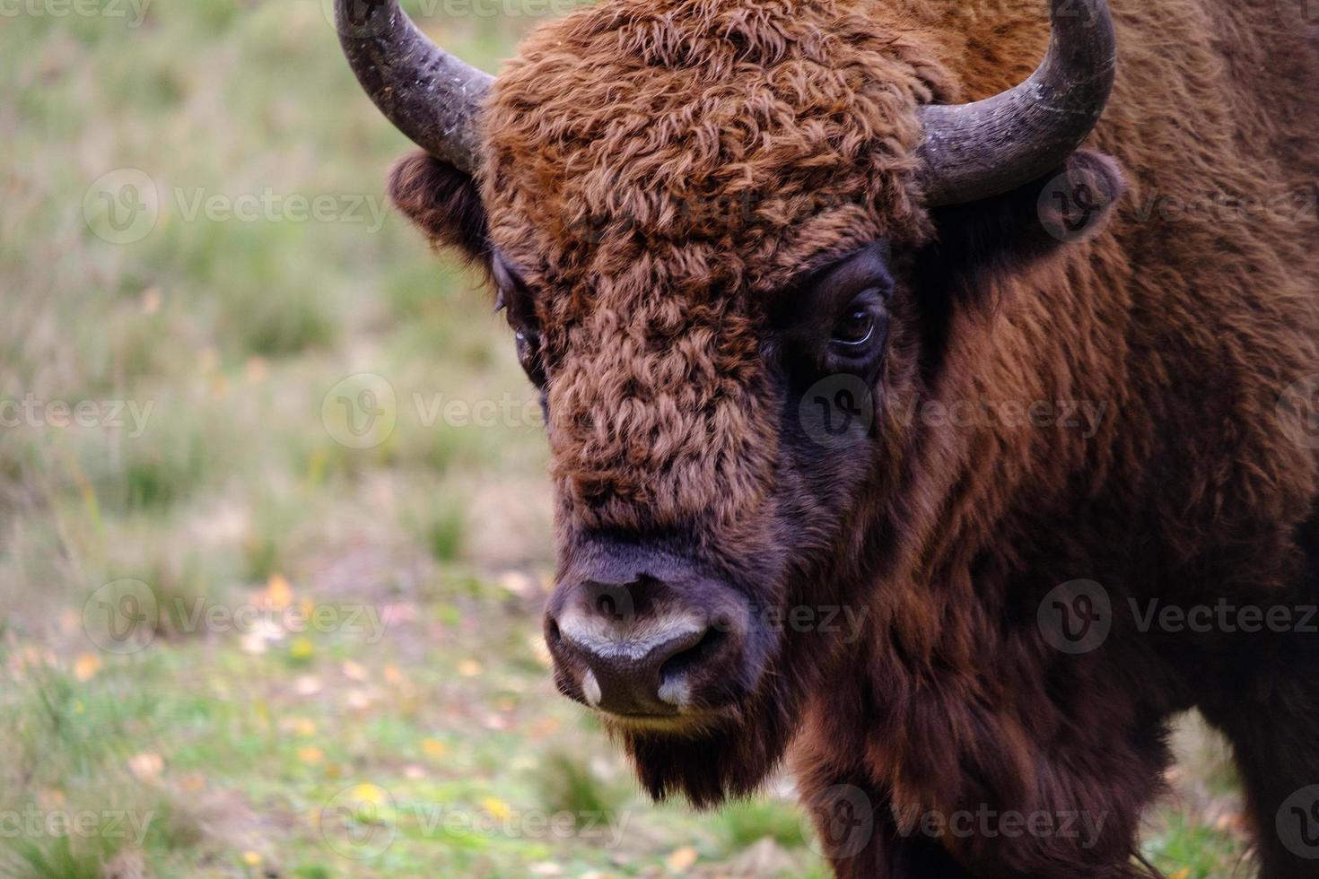 Europese bizon of zobr, bizon bonasus detailopname foto